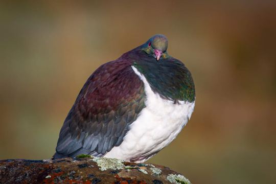 Franz Josef: Half-Day Guided Tour to Okarito