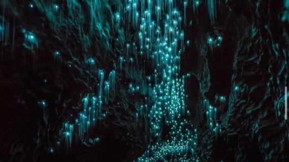 紐西蘭奧克蘭——螢火蟲洞 & 哈比人村【中文專車接駁】