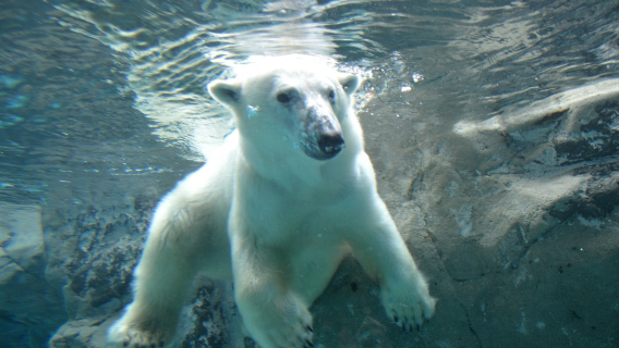 tour di un giorno allo zoo di Asahiyama, all'albero diventato virale a Biei e alla cascata Shirohige in Hokkaido, Giappone