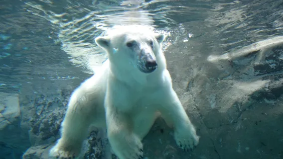 Excursión de un día al Zoológico de Asahiyama en Hokkaido, Japón, el árbol viral de Biei y la cascada Shirahige