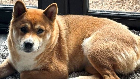 Boarding for New Dogs, with free 30 minute intake appointment - 6 Days