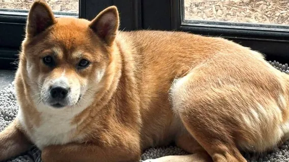 Boarding for New Dogs, with free 30 minute intake appointment - 6 Days