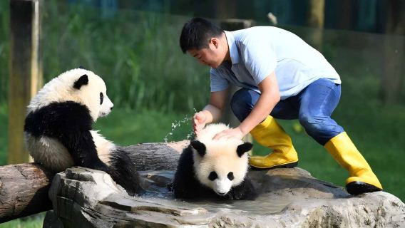 Lawatan sehari ke Pangkalan Panda + Gunung Qingcheng untuk 2-8 orang dengan sewaan peribadi · Kenderaan eksklusif termasuk tiket masuk · Perkhidmatan hantar-jemput