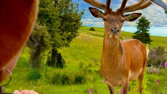 Servicio de coche privado con conductor de 10 horas en Queenstown, Nueva Zelanda - Precio por vehículo/itinerario a su elección