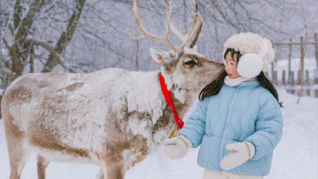 【親子帶娃】尋麋鹿+雪地摩托+馬拉爬犁｜雪嶺包車1日遊