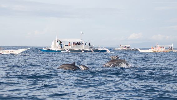 Bohol: Dolphin Watching + Pamilacan Island Snorkeling Day Tour | Includes Transfers, Lunch & Gear