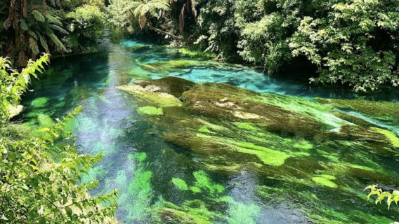 紐西蘭奧克蘭-漢密爾頓+藍泉一日遊【中文專車-愜意舒適】