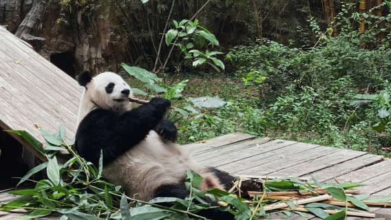 Guangzhou Chimelong Safari Park Private Charter Day Tour (Excluding Admission Ticket)