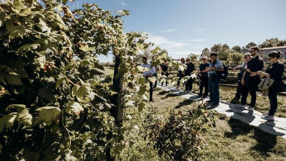 Premium-Lagunenausflug: Murano, Burano & Weingut St. Erasmo