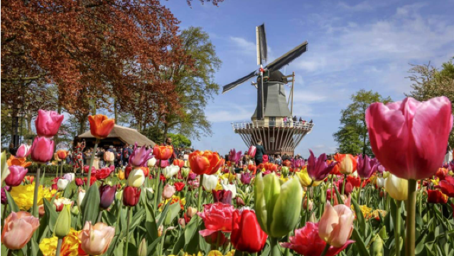 ทัวร์ 1 วันไปกลับอัมสเตอร์ดัม เนเธอร์แลนด์: คูเคนฮอฟ ~ ซาแนสชานส ~ ฟาร์มชีส