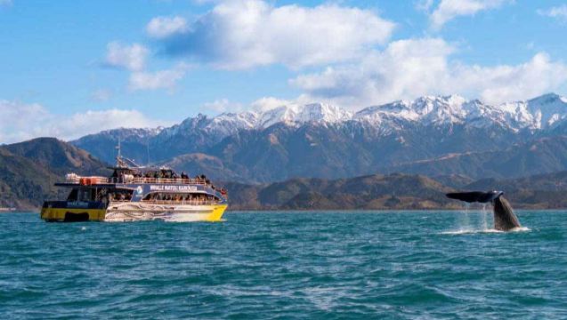 Whale Watching Tour in Kaikoura, New Zealand (Round-Trip from Christchurch with Admission Ticket & Hotel Transfer)