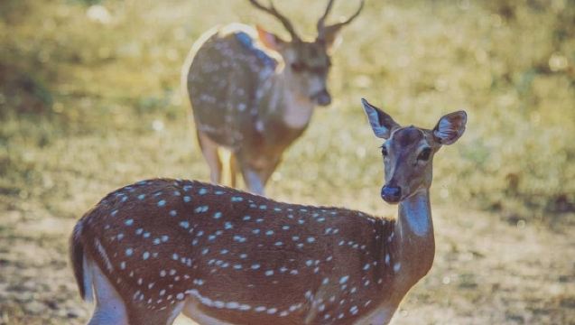 Tour di un giorno per l'esplorazione della fauna selvatica nel Parco nazionale di Yala