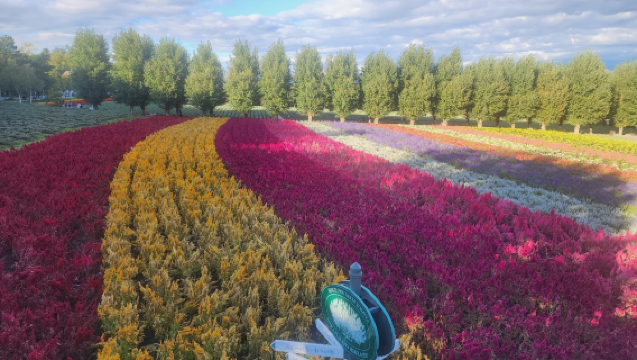 札幌來回｜富良野薰衣草 + 美瑛花田全景一日遊