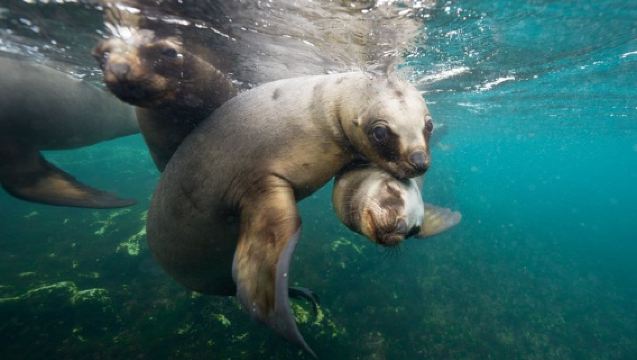 Snorkel con Leones Marinos por Madryn Buceo