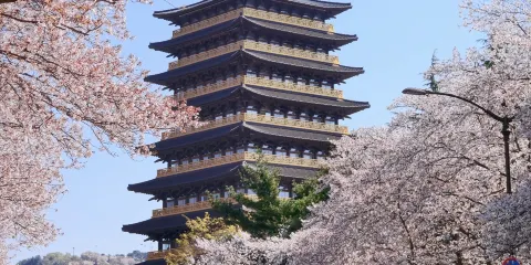 韓國全境-釜山-首爾-濟州-中/英文/韓語-地陪/導遊/講解/客戶拜訪陪同服務/精品中文包車景點可調/溝通無障-
