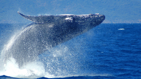 Hel dagstur til Cairns for hvalobservation på Emerald Island, Australien [valgfri glasbundsbåd/frokost/snorkling]