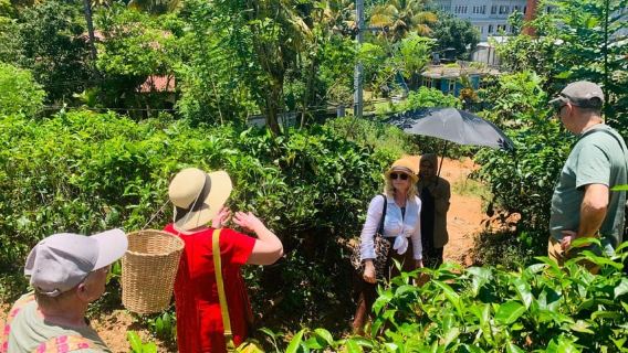Tea Plucker Day: Nuwara Eliya to Colombo Transfer