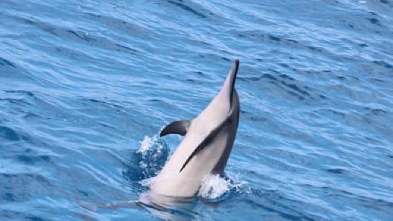 Kailua-Kona: Dagstur til Captain Cook Reef med katamaran og frokost