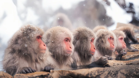 Lawatan sehari Jigokudani Monkey Park - Kuil Togakushi di Nagano | 