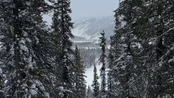 Fairbanks, Alaska, Amerika Syarikat | Keistimewaan Utara: Kereta Luncur Anjing Denali lawatan sehari tanpa tiket