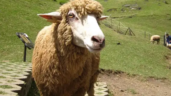 1-day tour to Qingjing Farm and Hehuan Mountain in Nantou, Taiwan [Departing from Taichung City] | Join-in tour buy 1 get 1 free