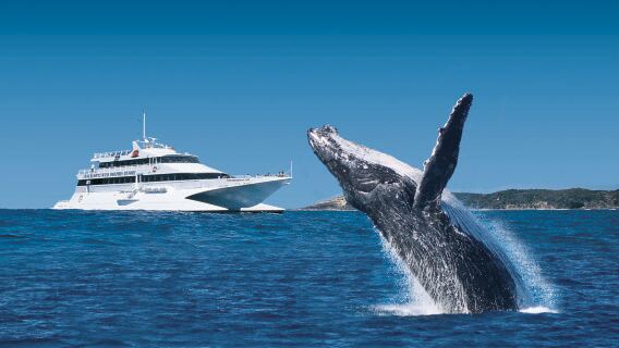Tangalooma Dolphin Feeding Day Cruise with Whale Watch Cruise