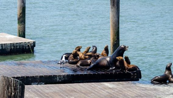 San FranciscoExperiences
