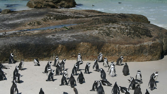 Cape TownTours