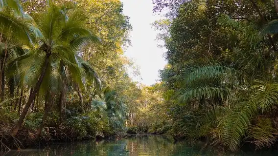 Paddle Through Paradise: Mangrove Kayak Adventure