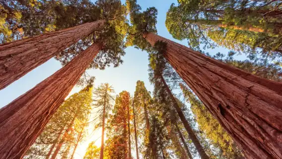 Sequoia and Kings Canyon National Park self-guided driving audio tour