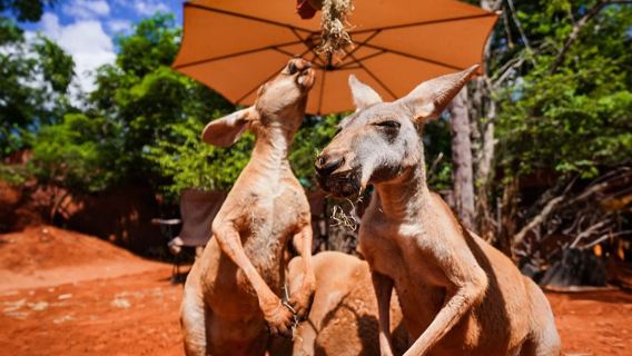 Excursión de un día al Mundo Salvaje de Bangkok | Entrada con transporte privado | Incluye entrada al zoológico y al mundo marino