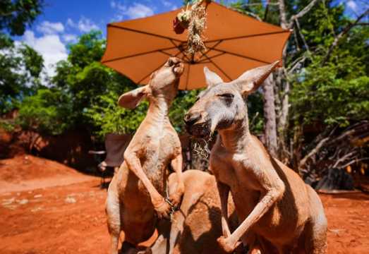 Bangkok Safari World 1-day tour | Private vehicle entry | Includes admission tickets for Safari World and Marine Park