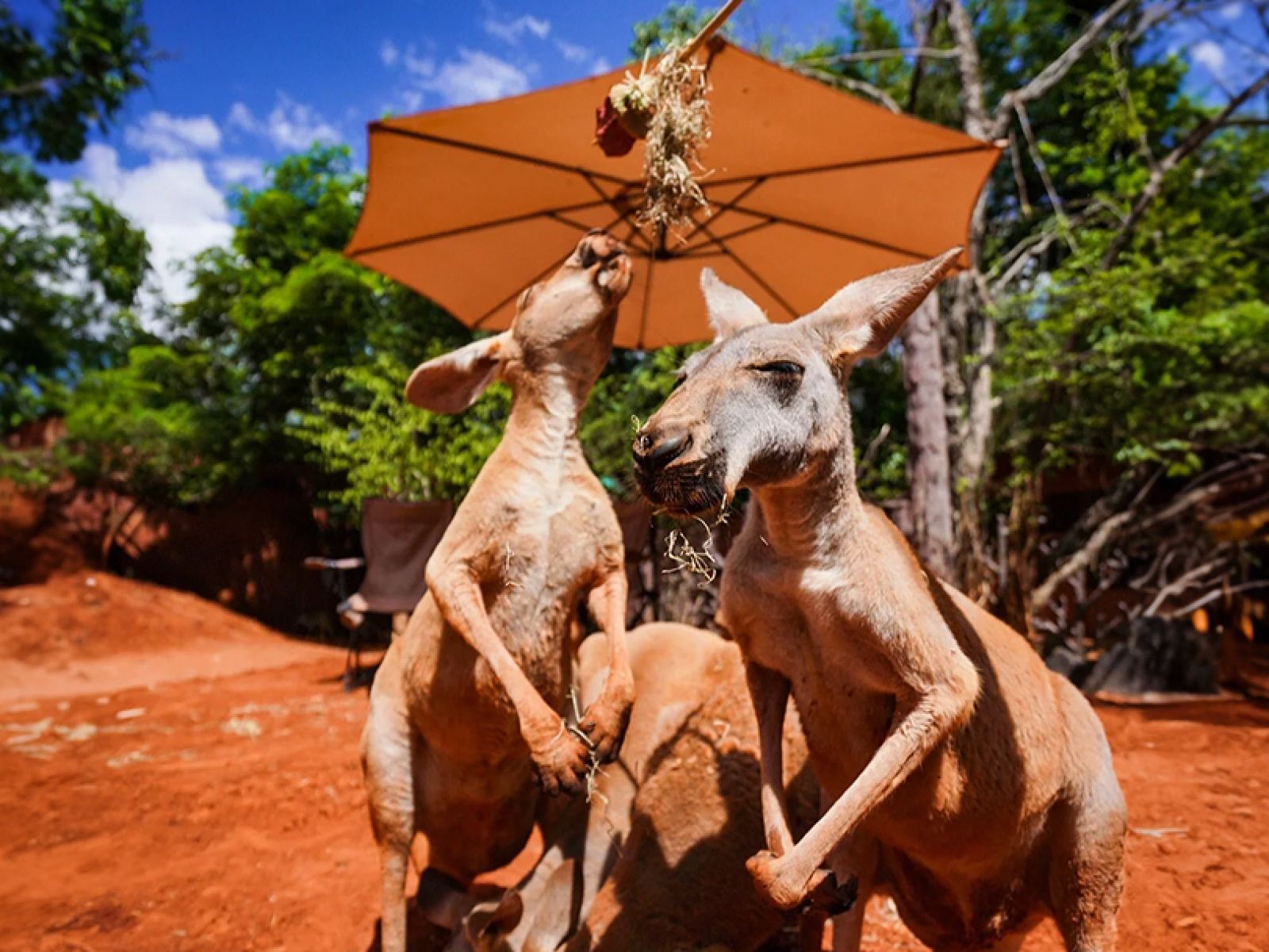 Bangkok Safari World 1-day tour | Private vehicle entry | Includes admission tickets for Safari World and Marine Park