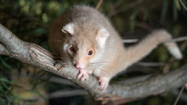 Chuyến tham quan có hướng dẫn về Khu bảo tồn động vật hoang dã Bonorong vào ban đêm