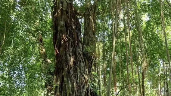 Yunnan: Excursión privada de un día a Daluo en Xishuangbanna