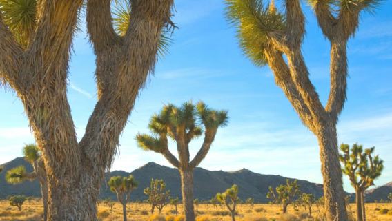 Национальный парк Джошуа-Три + Президентская библиотека и музей Никсона : однодневный тур из Лос-Анджелеса