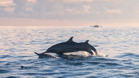 Tagesausflug zur Delfinbeobachtung in Lovina, Bali [Privater Transfer]|Optionale Vulkan-Thermalquellen, Gleitschirmfliegen und Rafting