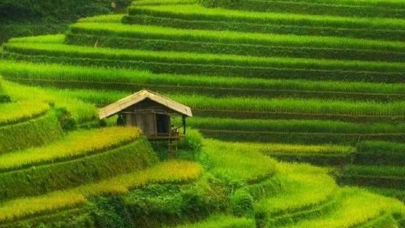 桂林／陽朔出發龍脊梯田金坑大寨至觀景台