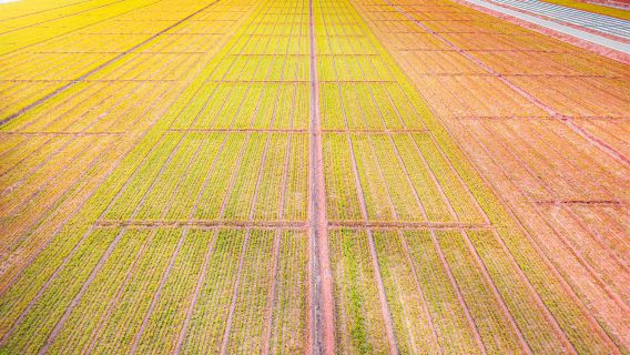 獨立小團，司機兼導遊|燈樓角-南極村-合水線-菠蘿的海一日遊