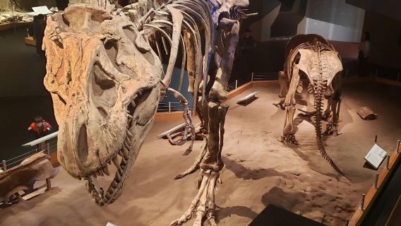Excursión de un día al Cañón de los Dinosaurios de Drumheller en Canadá [Tour en inglés]
