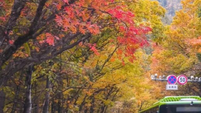 九寨溝風景區-黃龍九寨站--接駁車-送至車站服務