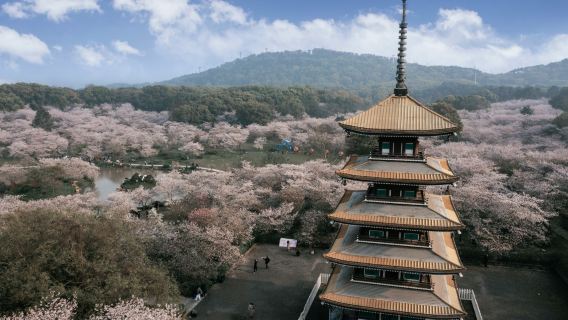 Explore East Lake Cherry Blossom Garden  with a photographer for travel-shoot
