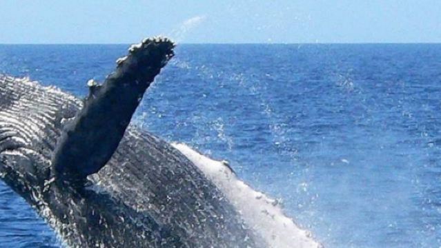 沖縄ホエールウォッチング冬期限定セットメニュー那覇|北谷発 那覇定時送迎