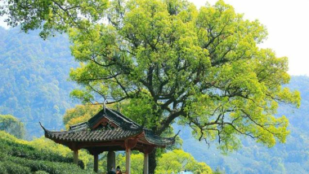 Hangzhou, Cina: Villaggio Meijiawu + Sentiero di Bambù Yunqi + Area Panoramica del Lago Ovest | Noleggio con conducente esclusivo e guida multilingue personalizzata