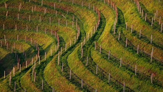 San Francisco + Lembah Napa + Castello di Amorosa & Sonoma Plaza, Amerika Syarikat (Tidak Termasuk Tiket) - Lawatan Sehari Sewaan Peribadi - Itinerari Boleh Disesuaikan