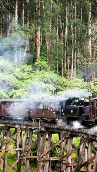 [エクスプロア・オーストラリアツアーズ] パッフィンビリー蒸気列車と野生動物の日帰りツアー