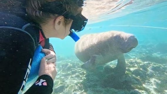 Crystal River: Semi-Private Manatee Swim With Heated Boat