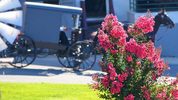Lancaster: Amish Farmlands Guided Tour
