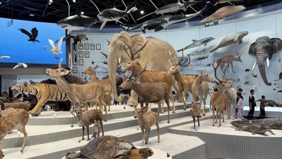 Lawatan sehari Muzium Semula Jadi Shenzhen [termasuk tiket masuk] [pilihan perkhidmatan pengangkutan Shenzhen]