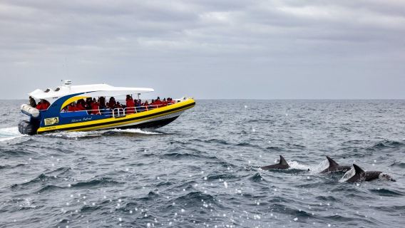 3-hr wilderness speedboating cruise on Bruny Island from Hobart, Tasmania